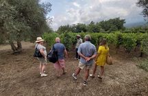 Etna Wineries Tour - Small Groups from Taormina 