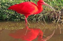 Birdwatching: Mangrove Eco-Boat Tour – Fauna & Flora