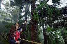 Full-Day Kinabalu Park and Poring Hot Spring Day Trip