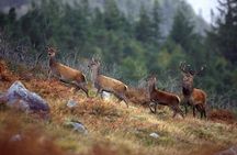 Wild Red Deer Viewing Safari, Connemara. Guided 3hrs