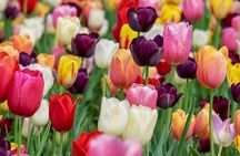 Enjoy the tulip fields by bicycle with a local guide! Tulip bike tour!