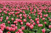 Enjoy the tulip fields by bicycle with a local guide! Tulip bike tour!