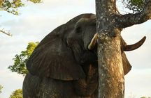3-Day Kruger National Park Experience