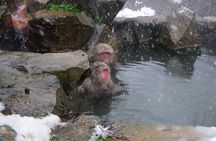 Nagano Winter Special Tour "Snow Monkey and Snowshoe Hiking"!!