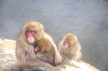 Nagano Winter Special Tour "Snow Monkey and Snowshoe Hiking"!!