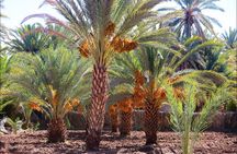 Day trip Ouarzazate Zagora