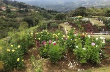 Private Silleteros (Flowers) Tour