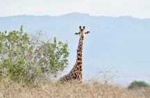 Amboseli Day Excursion