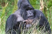 5 Days Uganda Gorilla, Chimpanzee and Wildlife Safari 