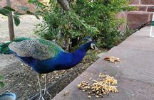 Mehrangarh Fort and Blue City Historic Tour with Local Guide