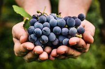 Oliver and Osoyoos Wine Tour from Kelowna - 4 Wineries