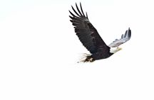 Chilkoot Wilderness and Wildlife Viewing (2.5 hrs in Haines)