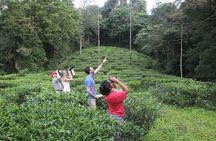 Forest waterfall Wellness Zone & Yoga Meditation,waterfall Bath.