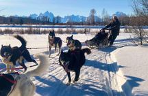Jackson Hole Dog Sledding Adventure