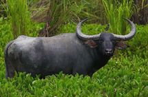 Hluhluwe Imfolozi Game Reserve 3 Day Safari from Durban 
