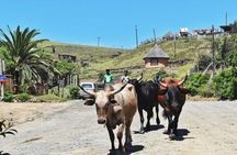 Garden Route Durban to Cape Town via Addo National Park - 7 Days 