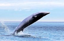 Garden Route Durban to Cape Town via Addo National Park - 7 Days 