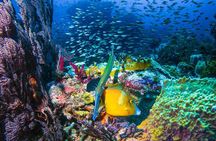 ALL INCLUSIVE Full Day snorkeling & sunset cruise with boat dogs