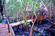Jozani Forest
