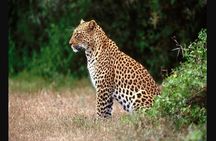 Full day - Hluhluwe Imfolozi Game Reserve 1 Day Tour From Durban 