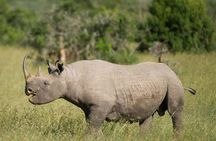 3 Days Olpejeta Wildlife Conservancy Safari