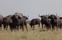 3 Days Olpejeta Wildlife Conservancy Safari