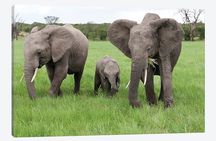 3 Days Olpejeta Wildlife Conservancy Safari