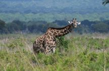 3 days safari to Mikumi and Udzungwa 