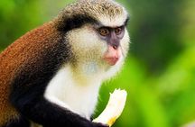 Small-Group Hiking Adventure through Grand Etang National Park in Grenada