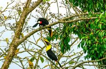 Birdwatching Tour at Mistico Park