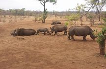 Game Drive and Rhino Viewing Safari