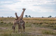 Game Drive and Rhino Viewing Safari