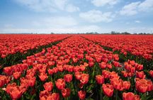 Amsterdam TulipFields of Holland Tour