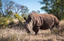 Game Drive and Rhino Viewing Safari