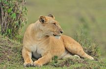 Nairobi National Park Tour