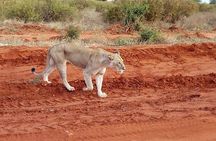 Nairobi National Park Tour