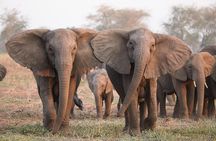 Nairobi National Park Safari- Morning Game Drive