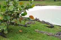 One-Hour Airboat Ride Near Orlando