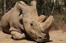 Nairobi National Park Tour