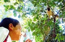 Green Monkey Time