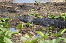 Airboat Ride