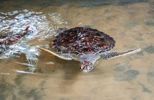 Mirissa Whale watching, Stilt Fishing & Turtle Tour From Colombo