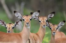 Chobe Day Trip -Botswana