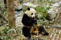 Chengdu Panda Tour and local Culture Experience