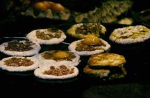 Food Tasting Tour in Nepal