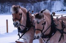 Sleigh Ride w/ snacks - Experience Arctic Farm Life