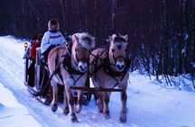 Sleigh Ride w/ snacks - Experience Arctic Farm Life