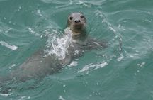 Blasket Island Eco Tour.