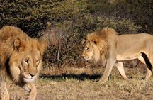 Full day - Hluhluwe Imfolozi Game Reserve 1 Day Tour From Durban 