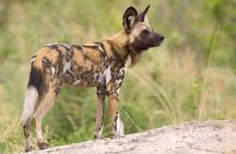 Hluhluwe Imfolozi Game Reserve 3 Day Safari from Durban 